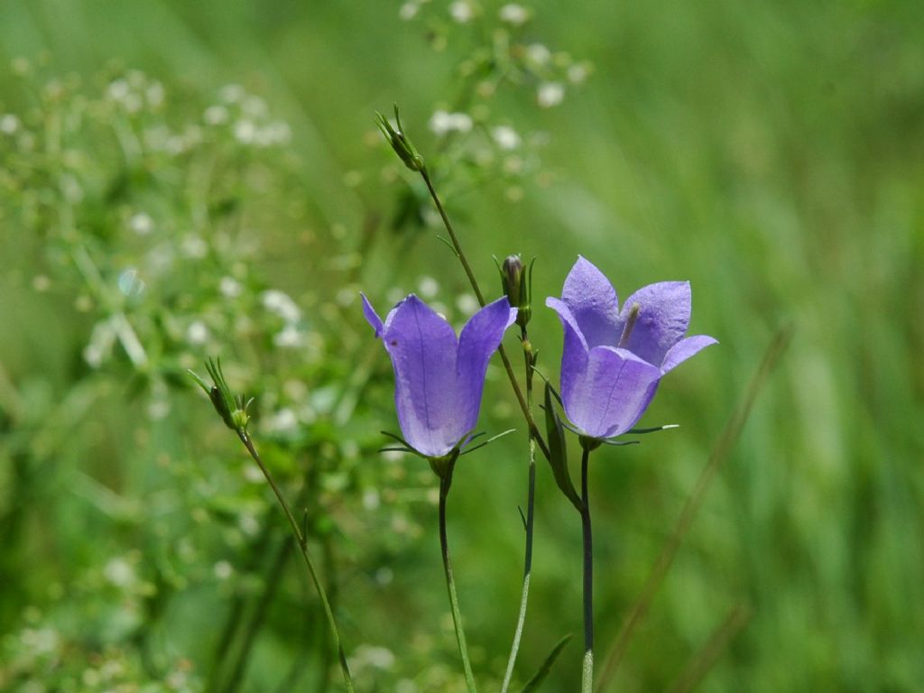 Campanula da identificare